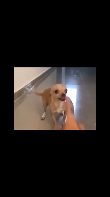 Watch This Dog's Hilarious Reaction - You Won't Believe What Happens Next!