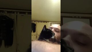 Kitty loves 2 #shorts #shortsvideo #shortsfeed #youtubeshorts #catvideos #cat