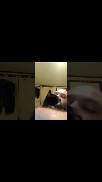 Kitty loves 2 #shorts #shortsvideo #shortsfeed #youtubeshorts #catvideos #cat