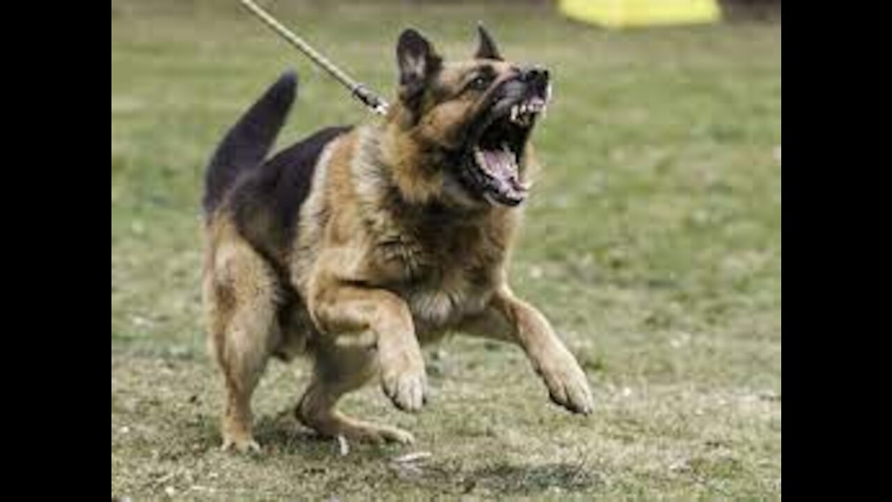 How to defend against a dog. Self defense against dog attack