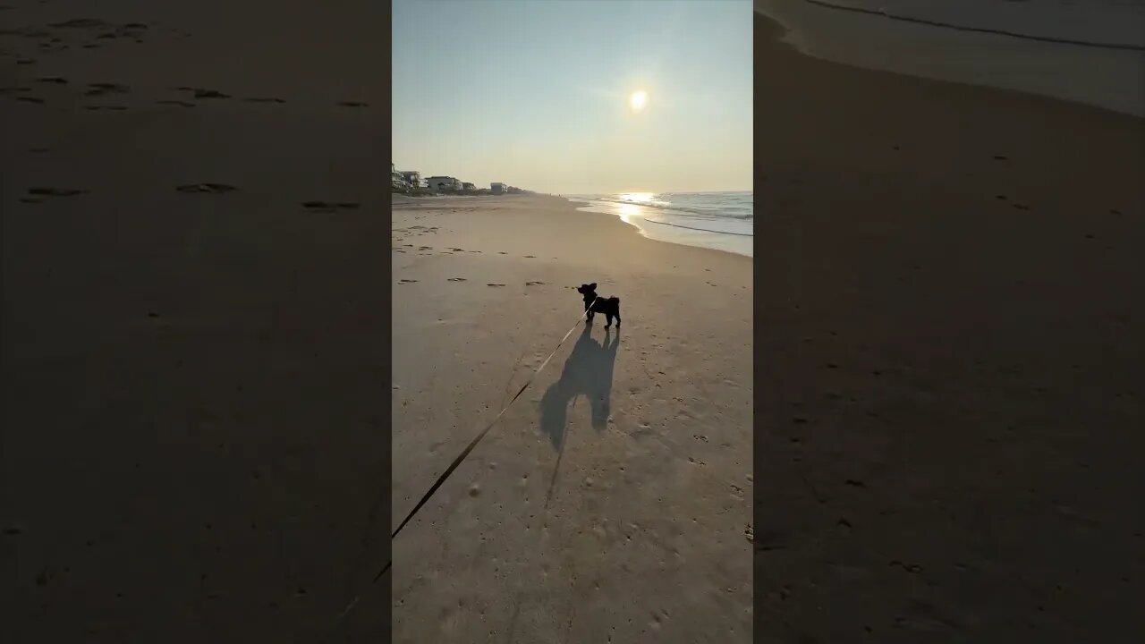 Days like this 🐾🏖️☀️=❤️ #beachvibes #dog #beachvacay