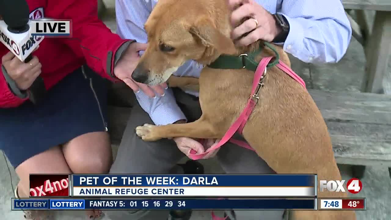 Fox 4 pet of the week: Darla