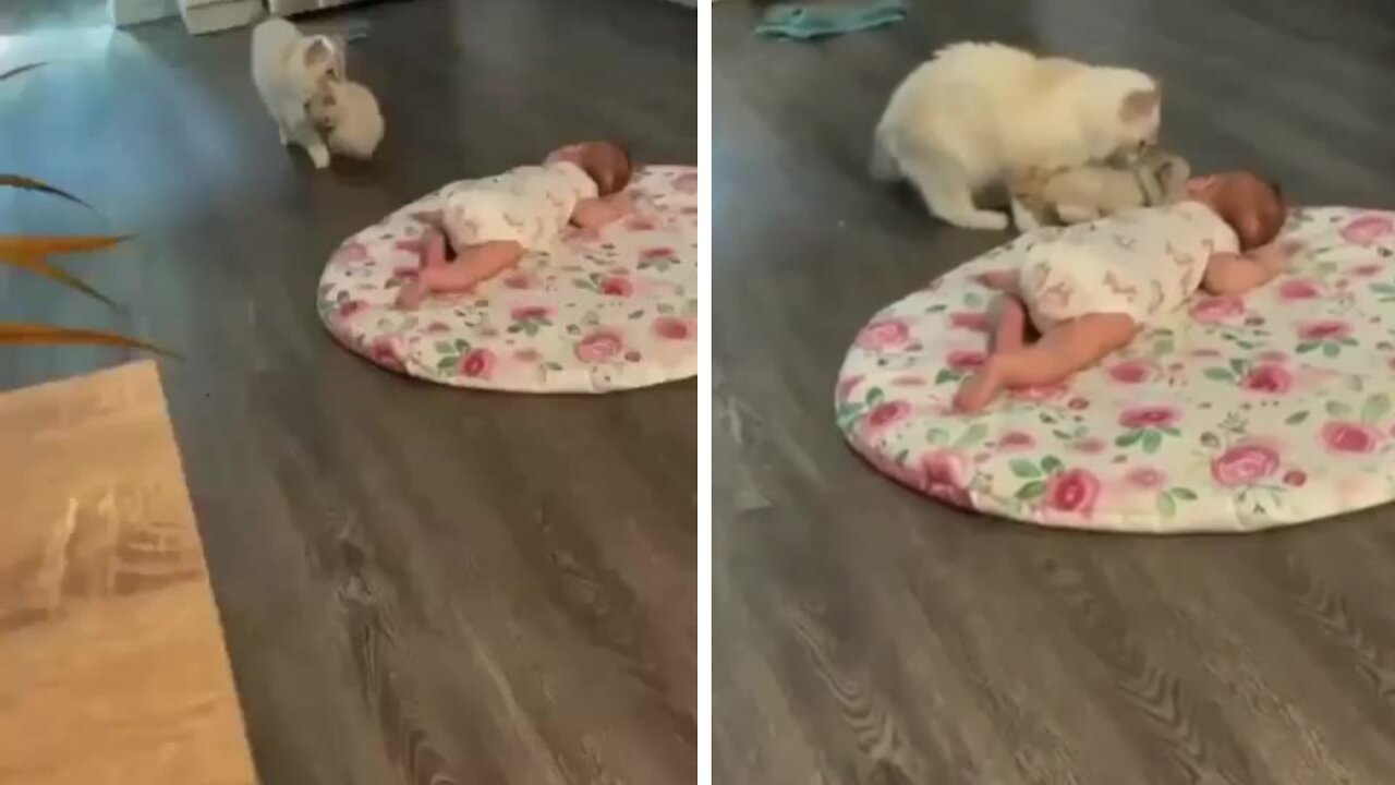 Cat wants the child to play with the kitten