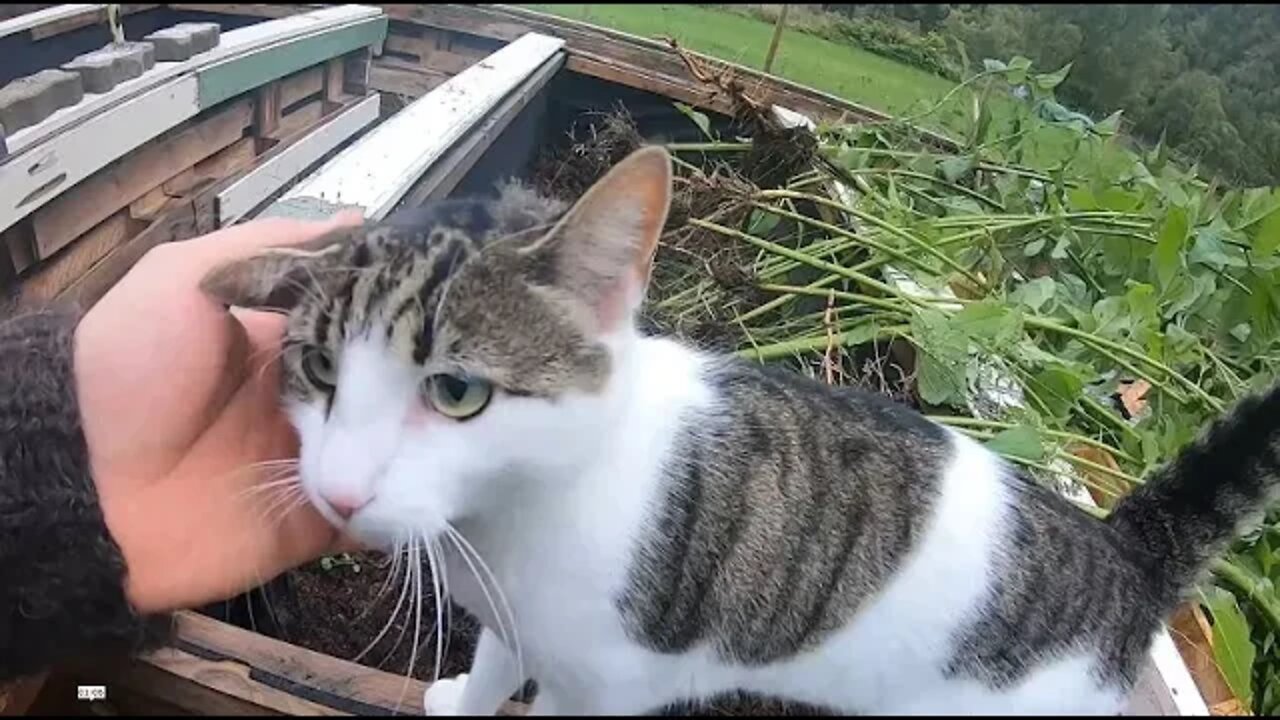 Me Makrill cleaning the roots