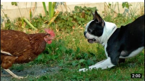 HEN ATTACKS DOGS FUNNY😀😀