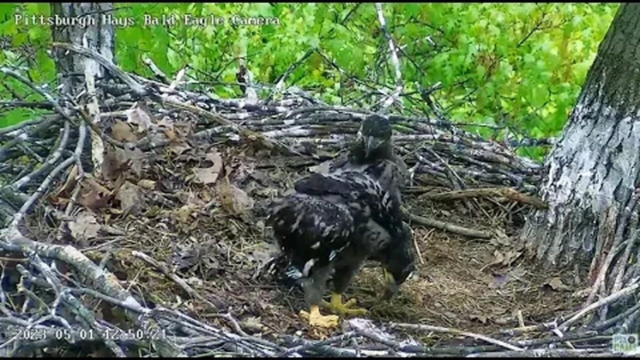 Hays Eagles I self nibbled today and stood for over 5 minutes! H19 (36 days) 05-01-2023 12:47pm