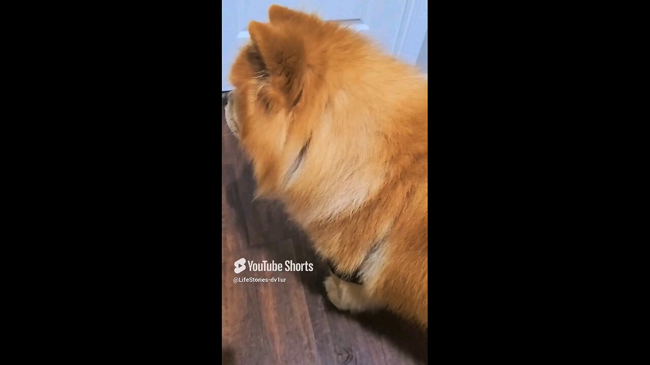 Container vs Chow Chow #dog #dogs #shorts #short #shortvideo