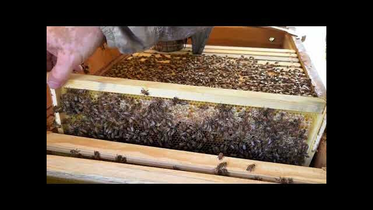 Mid Summer Long Hive Inspection