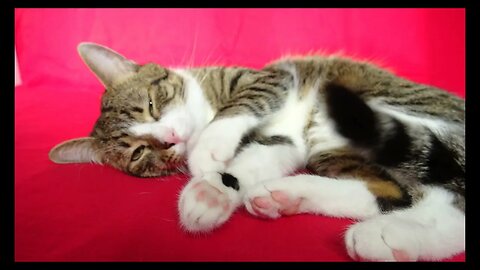 Cat Photography