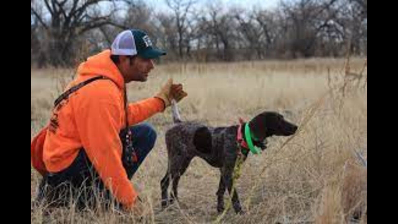 Bird Dog Training