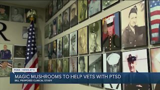 House Bill aims to use mushrooms to help treat veterans with PTSD