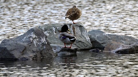 CatTV: Ducks on Rocks