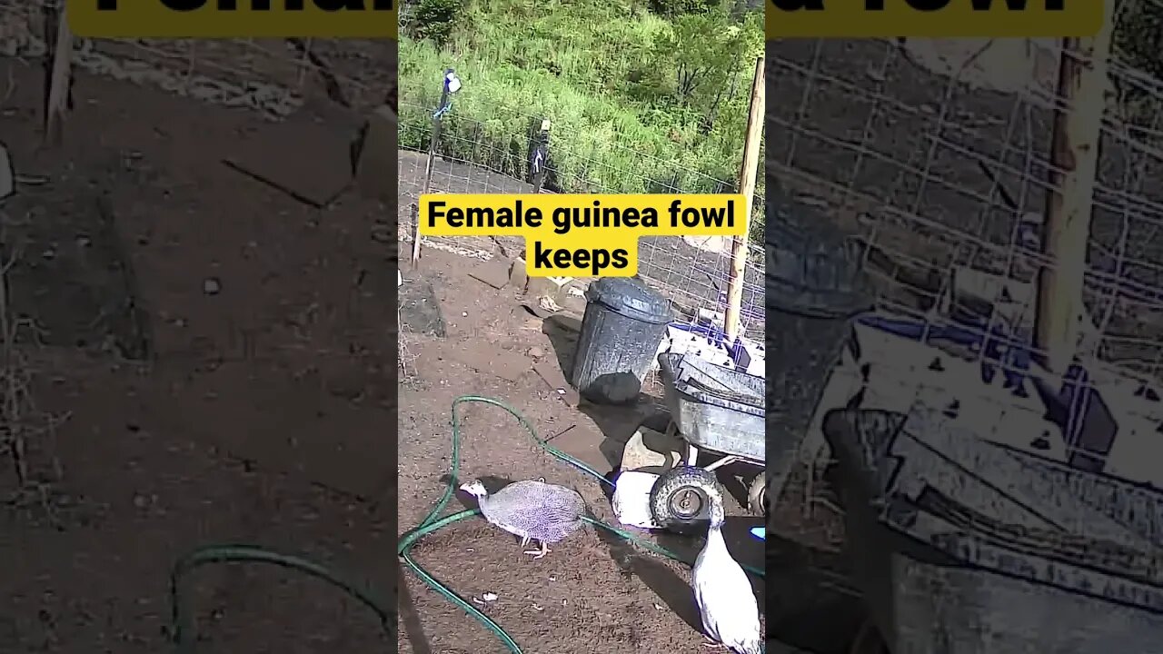 Female guinea fowl keets, not keeps