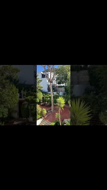 Beautiful Back Gardens of Gibraltar Garrison Library #shorts