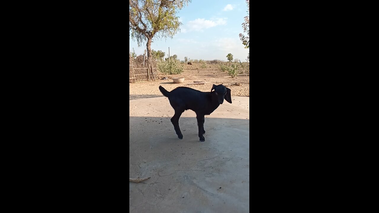 my cute bakra