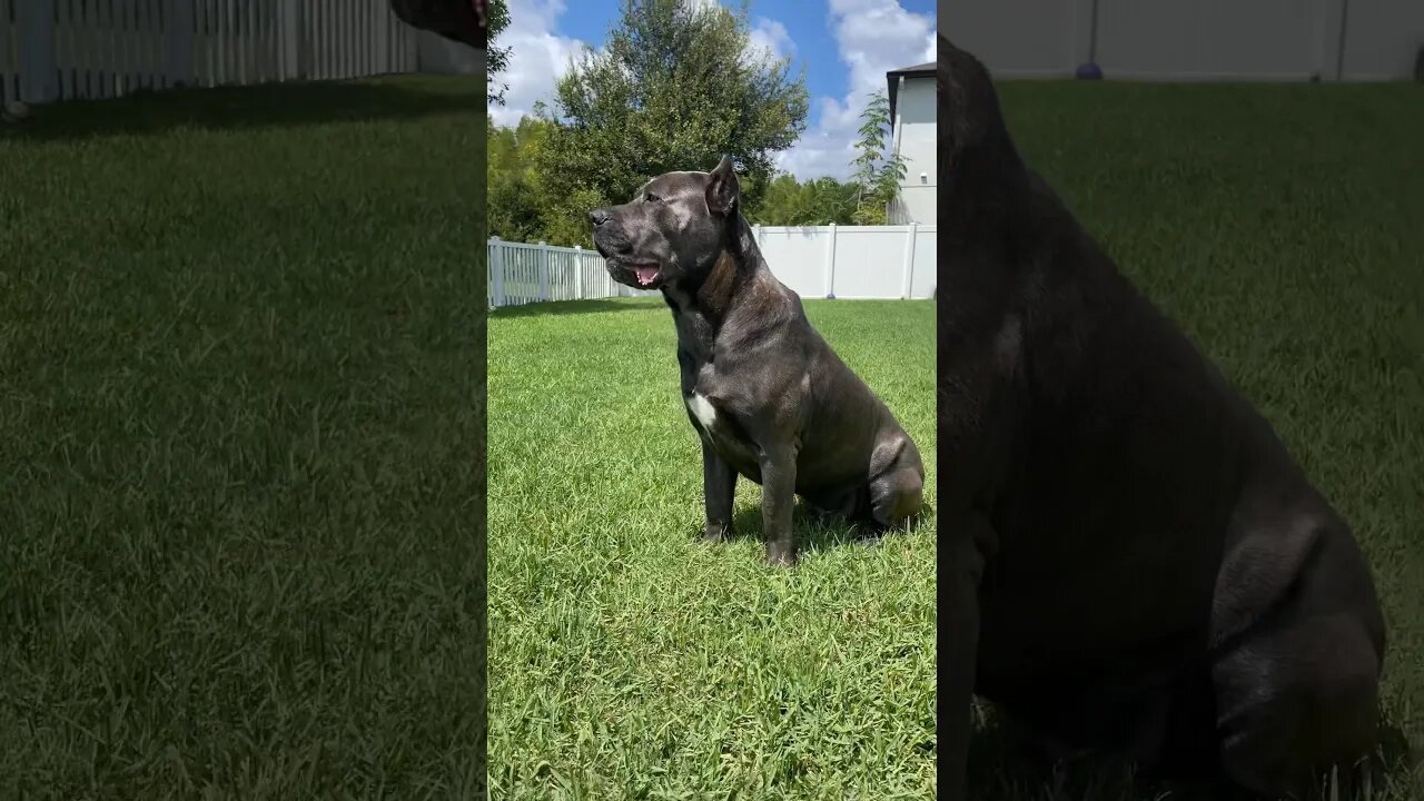 Regal Cane Corso Soaking Up the Sun 🐶☀️