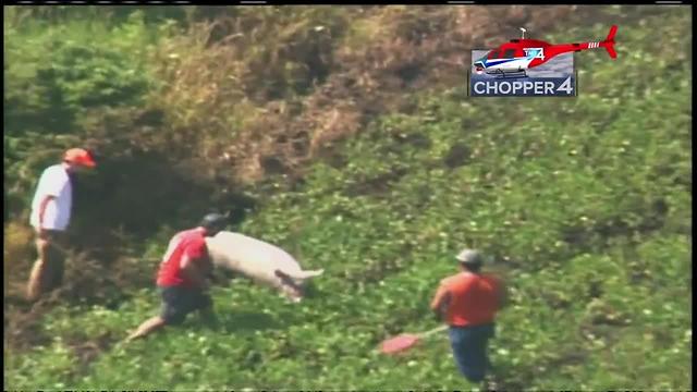 Pigs on the run after truck rollover in Wisconsin
