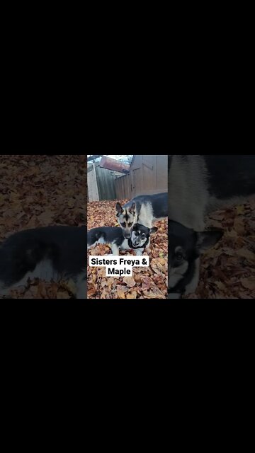 Karsa the Husky Ruins The Moment #shorts #doggo #shepsky