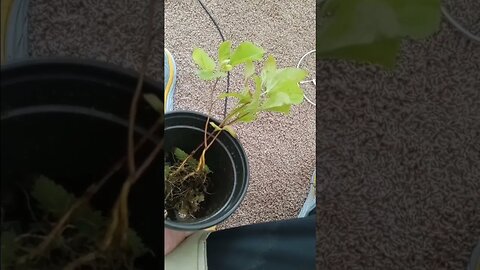 so do any plant specialists know what this is? I'll ask my dad 😂