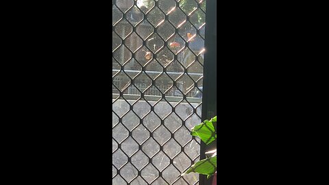 Magpie eating apples on the balcony