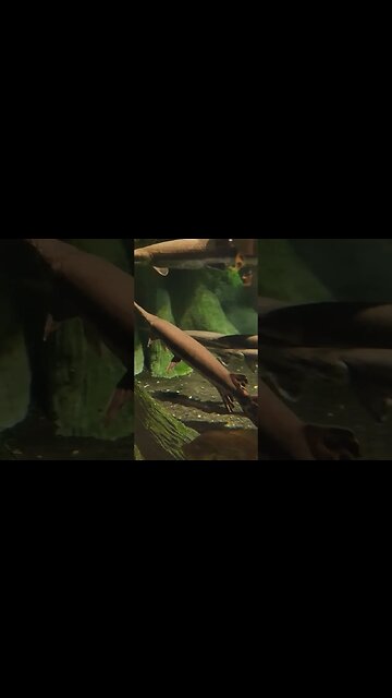 long nose Garr Pineknoll shores aquarium