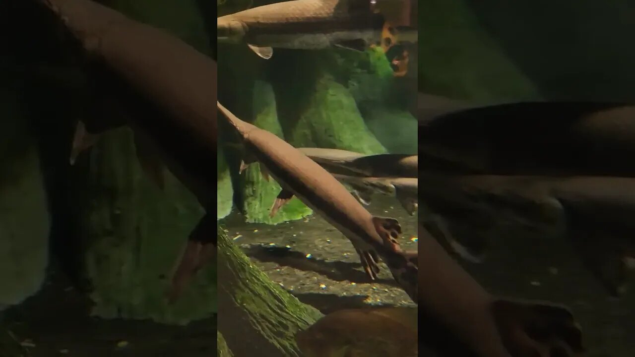 long nose Garr Pineknoll shores aquarium