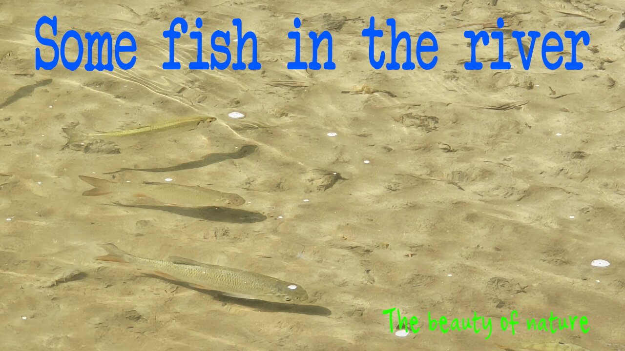 Some fish in the river / beautiful fish in the river with fresh water.