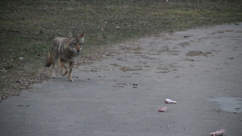 Spooky Coyote in a park near where we walk our dogs?