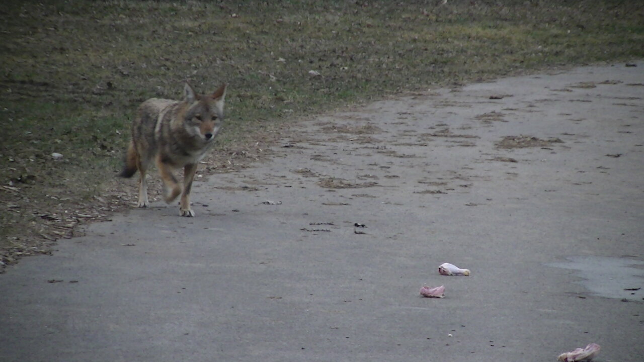 Spooky Coyote in a park near where we walk our dogs?