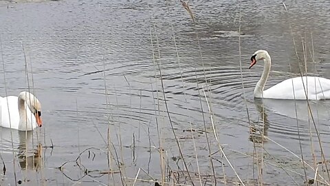 Ran into some swans today - part 2