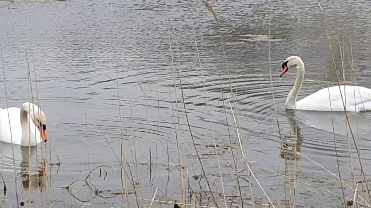 Ran into some swans today - part 2