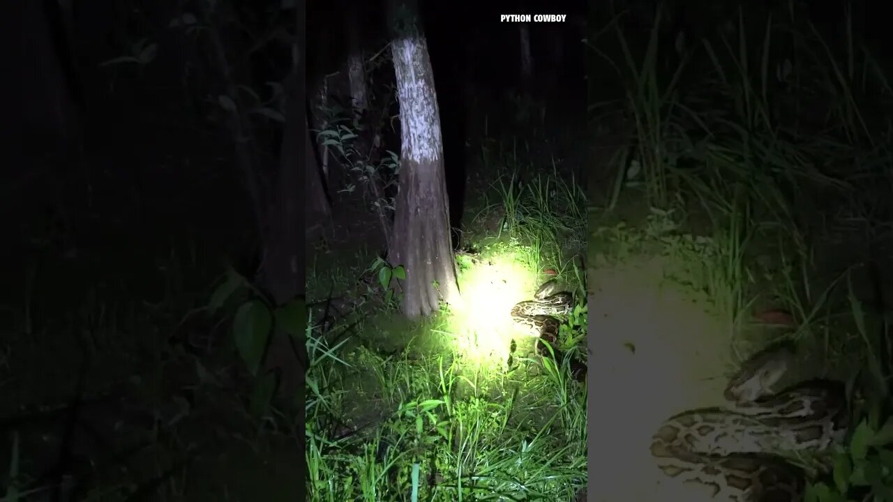 Doing The Python Dance In The Florida Everglades