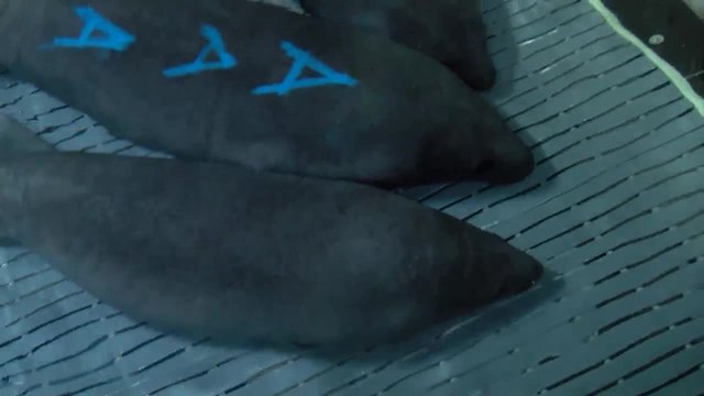 Cincinnati Zoo rescues three orphaned manatees