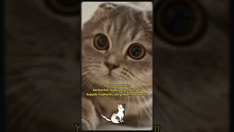 Doa Kucing untuk majikannya #shorts #kittensmeowing #kucingimut #kucinglucu