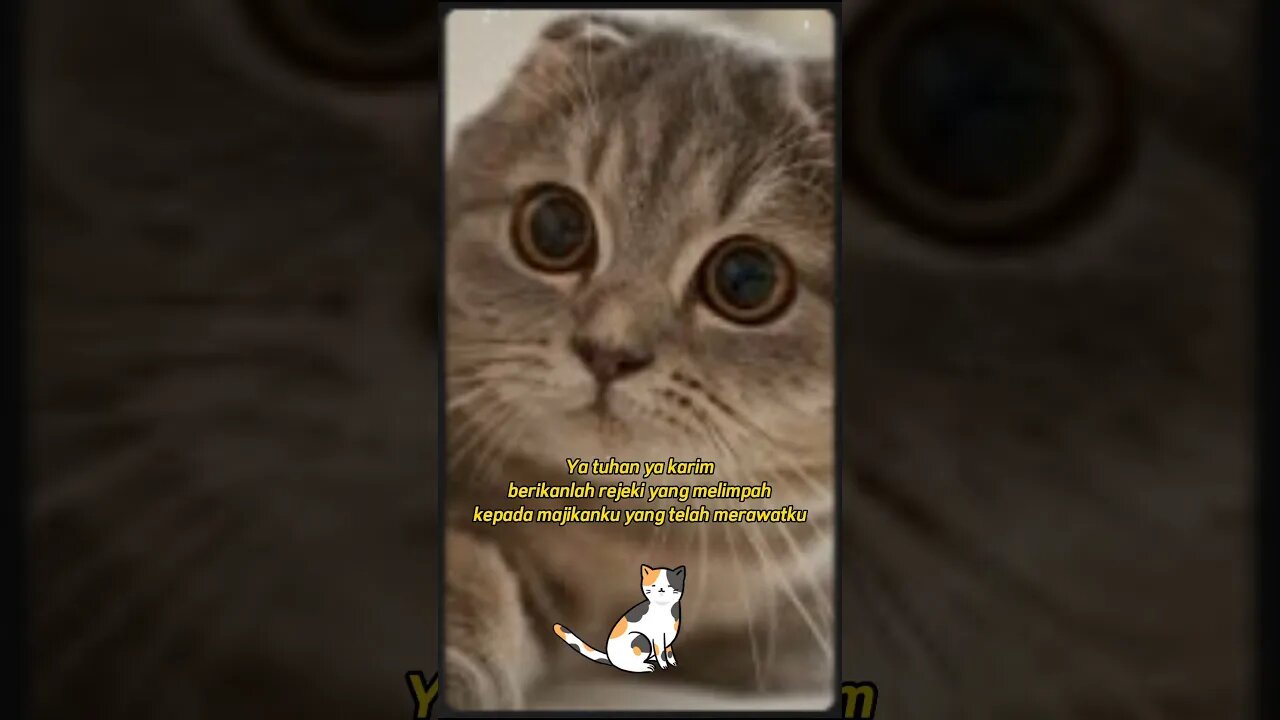 Doa Kucing untuk majikannya #shorts #kittensmeowing #kucingimut #kucinglucu