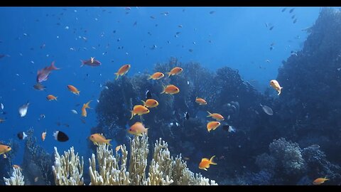 Focus with Aquarium Focus Music & Gentle Underwater Themes!