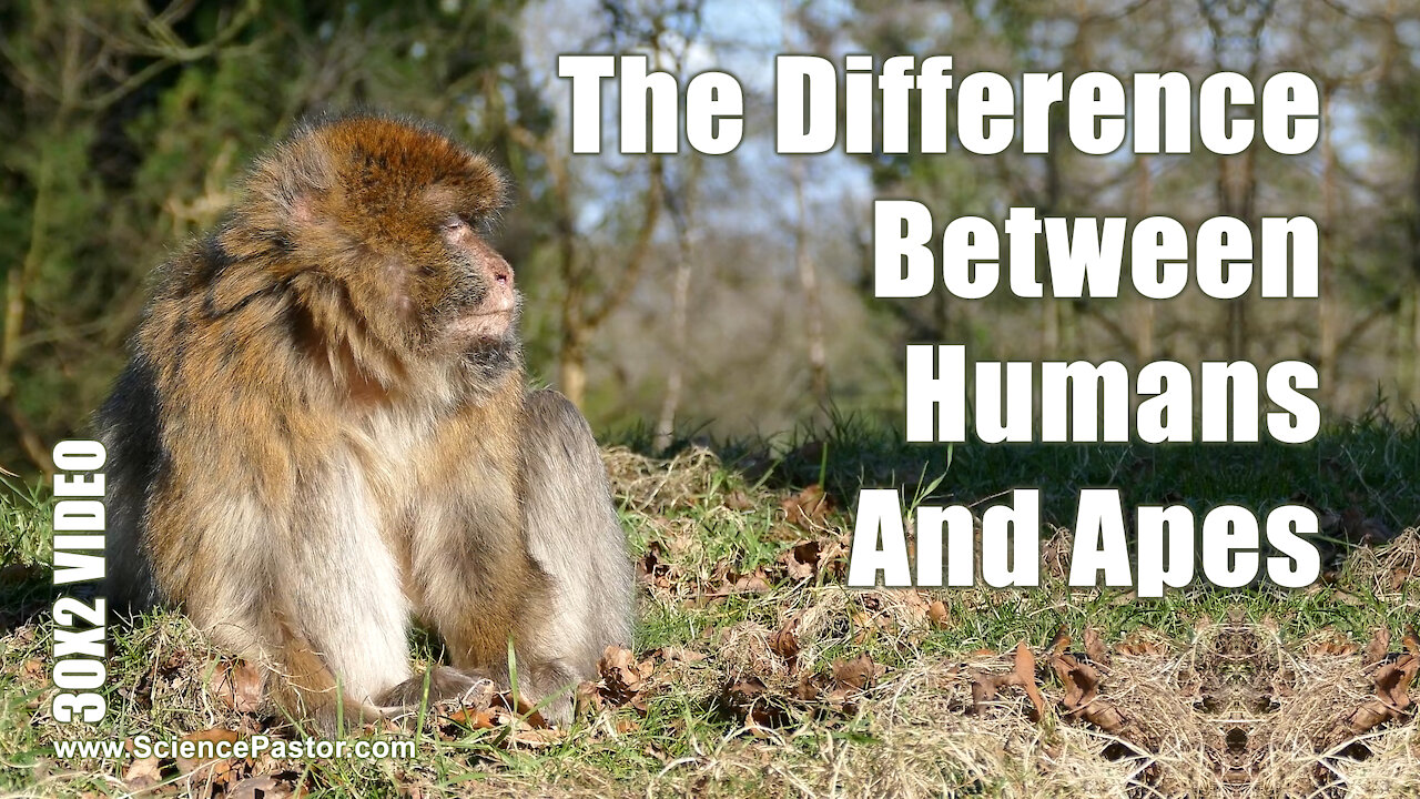 Is there a difference between humans and apes?