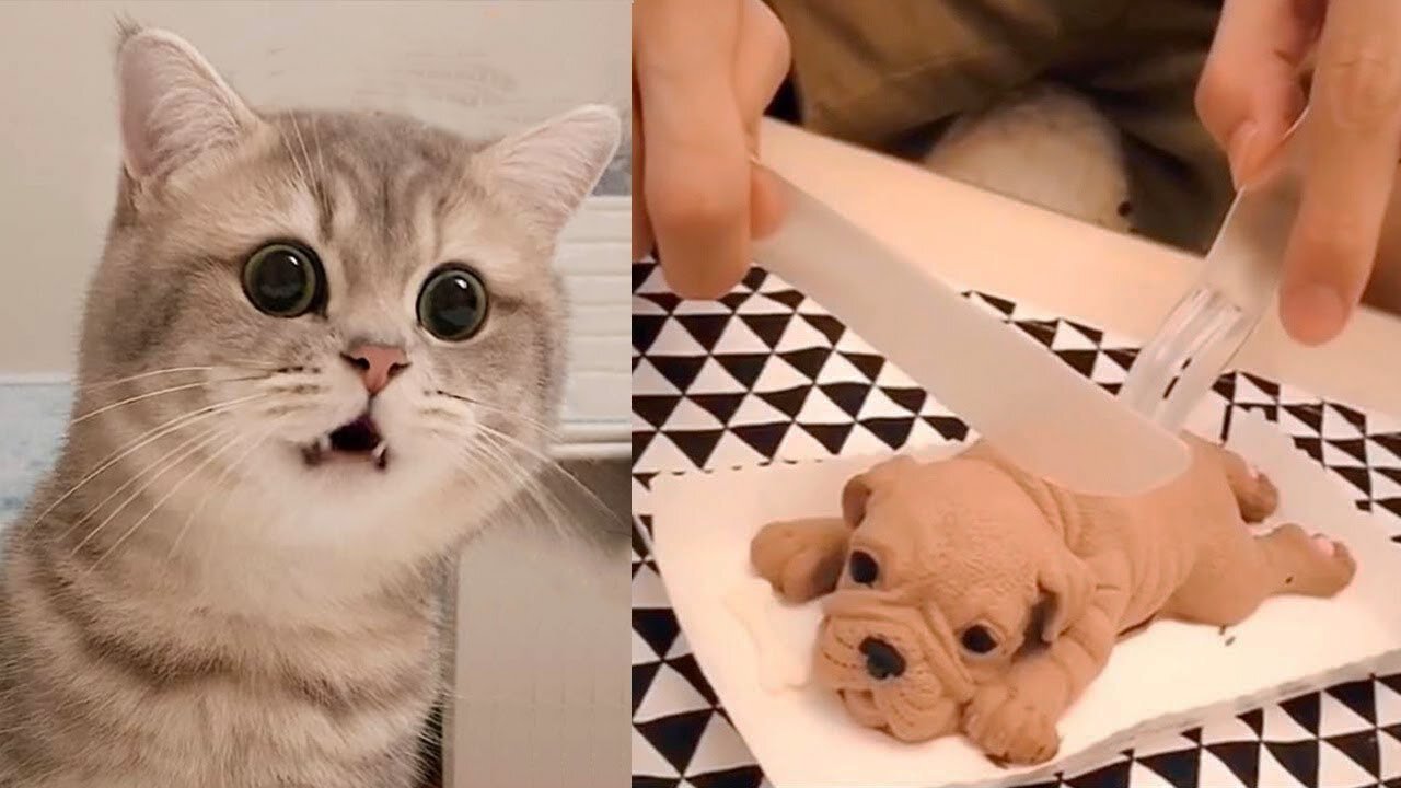 Funny 😂Cat🐈and Dog🐕 Reaction to Cutting Pets Designs Cake Compilation