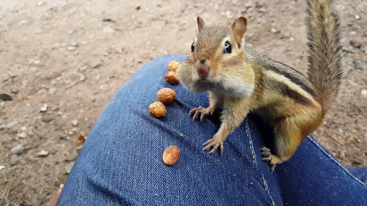 Chipmunk eats peanuts up close