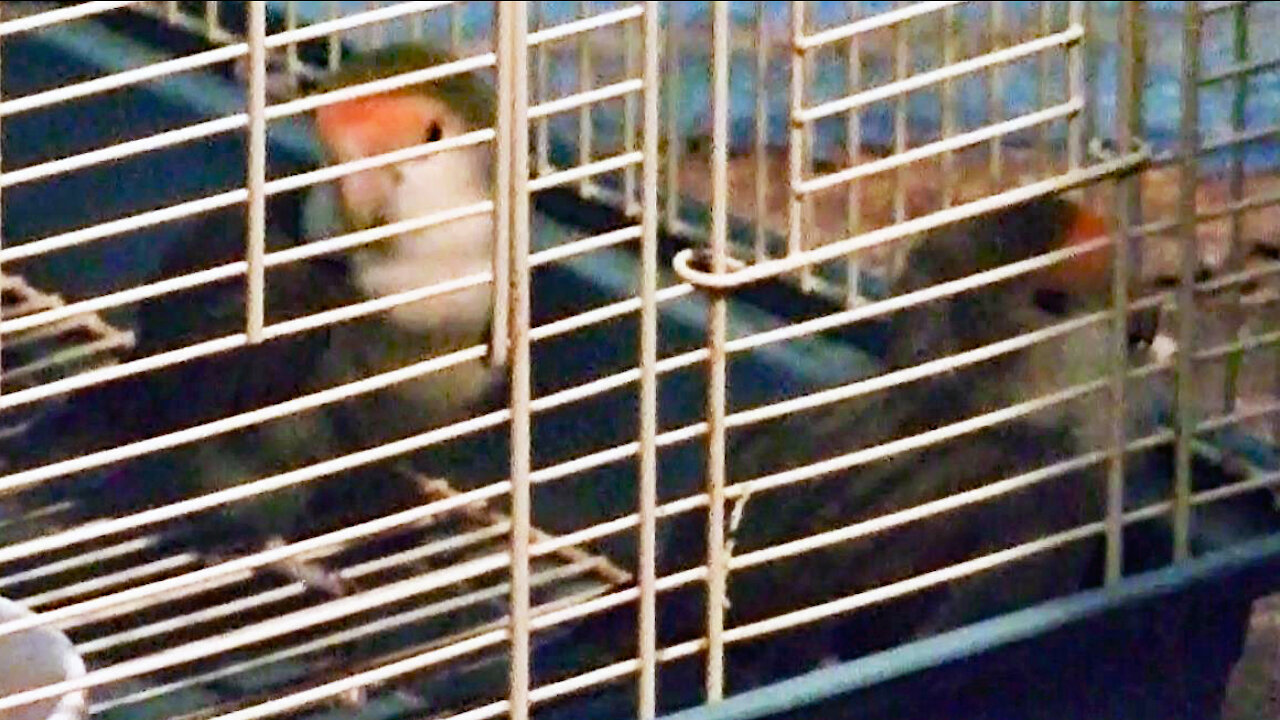 IECV PBV #104 - 👀Kiwi & Pearl Grooming Each Other, Daisy Grooming By Him Self🐤 1-30-2019