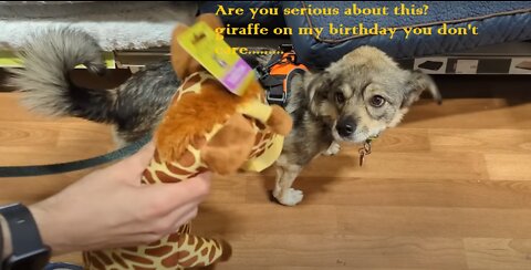 Dog Picks Birthday Presents