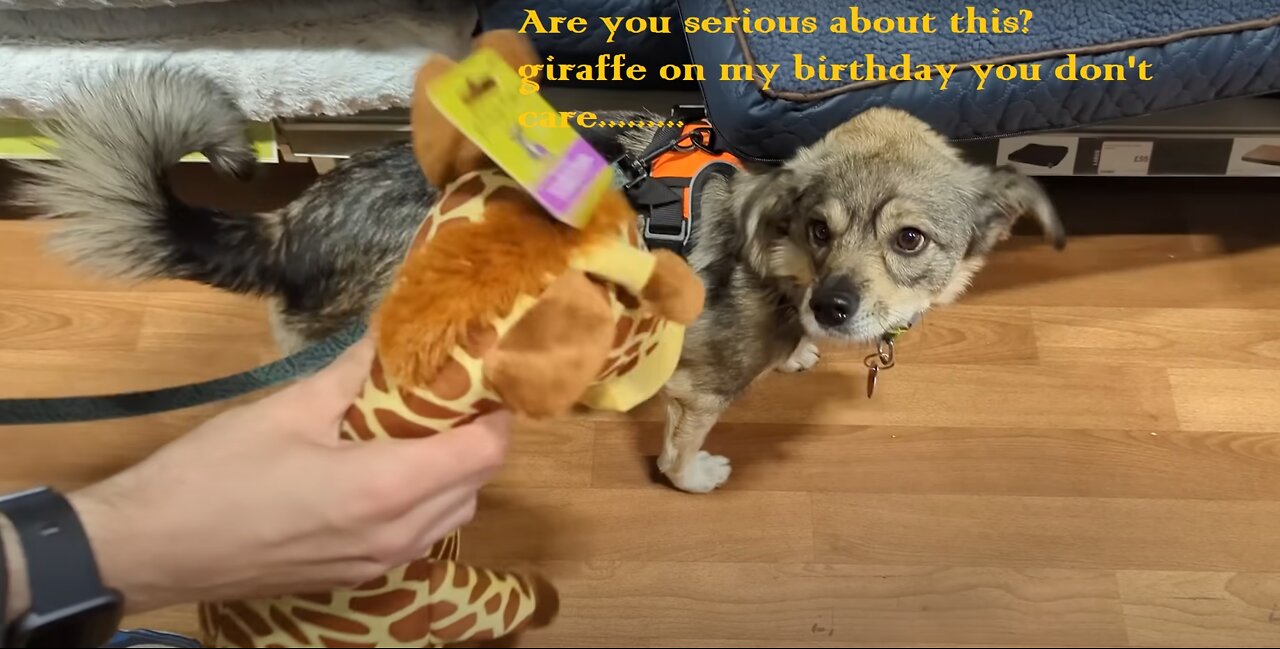 Dog Picks Birthday Presents
