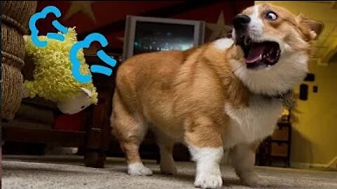 Best Animals 🔴 2 Minutes of Funny Cats and Dogs Videos 2022! #37