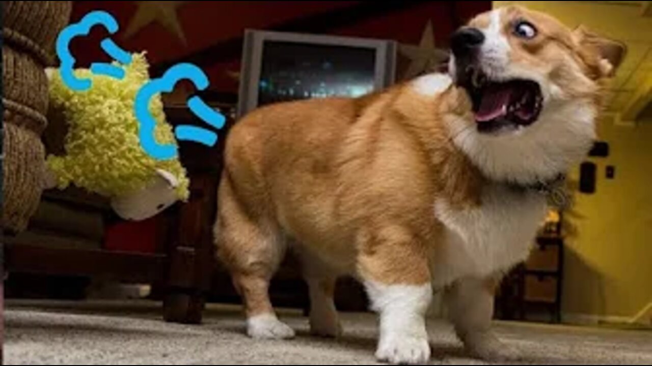 Best Animals 🔴 2 Minutes of Funny Cats and Dogs Videos 2022! #37