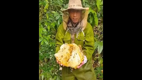 récolte du miel des abeilles sauvages , beaucoup trop dangereux😮😮😮