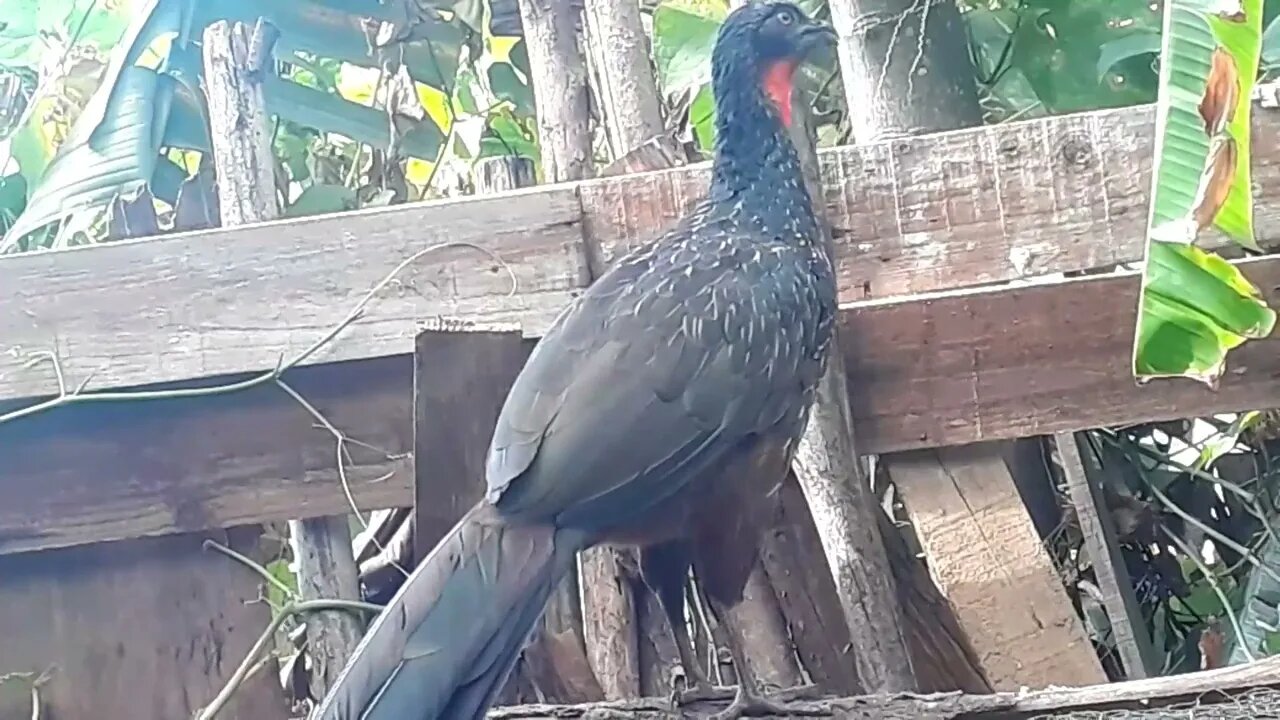 Jacu e seus filhotes em busca de comida Jacuaçu