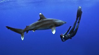 Woman Fearlessly Dives With White Tip Shark