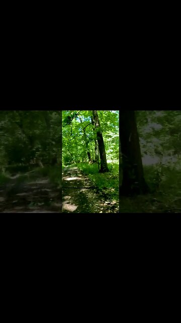 Calugareni Forest | Calugareni, Giurgiu | Ambiental music | 4k Virtual Tour | 🇷🇴