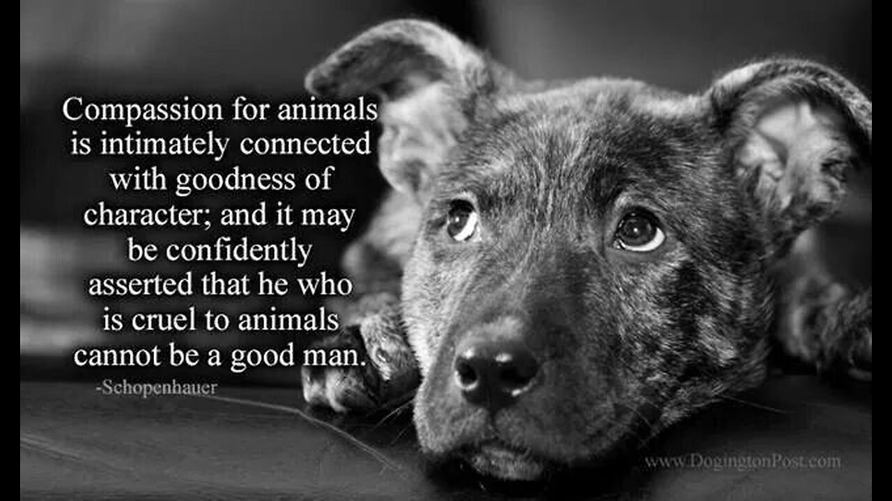 Compassion for animals is the highest virtue of man