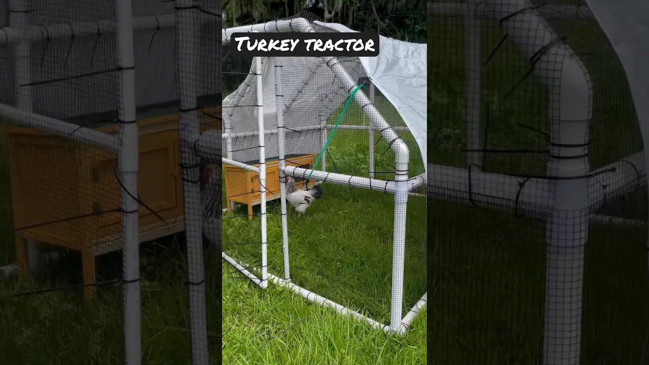 Taking Turkeys from brooder to pasture #turkey #turkeyfarming #poult #farming #shorts